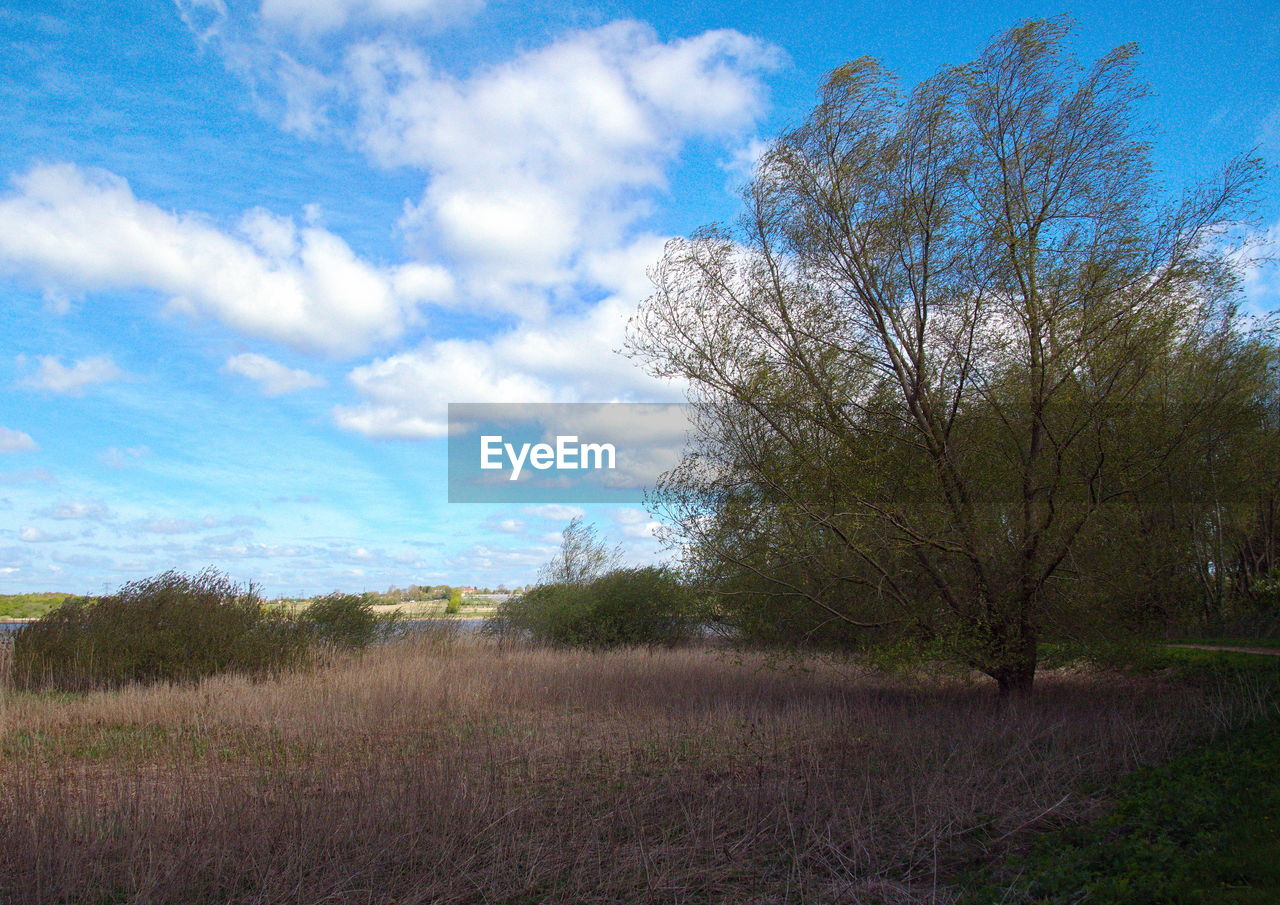 TREE ON FIELD AGAINST SKY