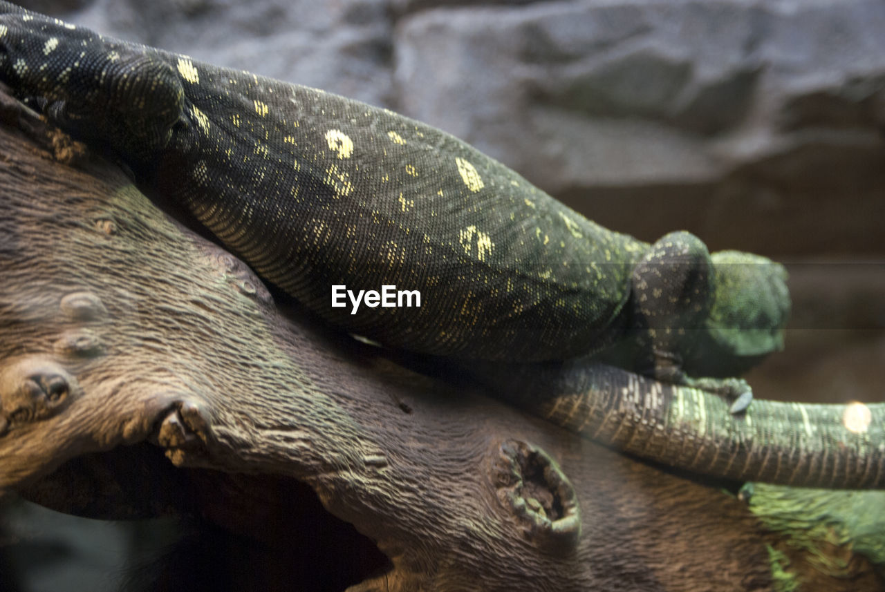wildlife, animal themes, animal, animal wildlife, reptile, one animal, close-up, animal body part, no people, nature, mammal, outdoors, zoo, green, day, relaxation, animals in captivity, macro photography