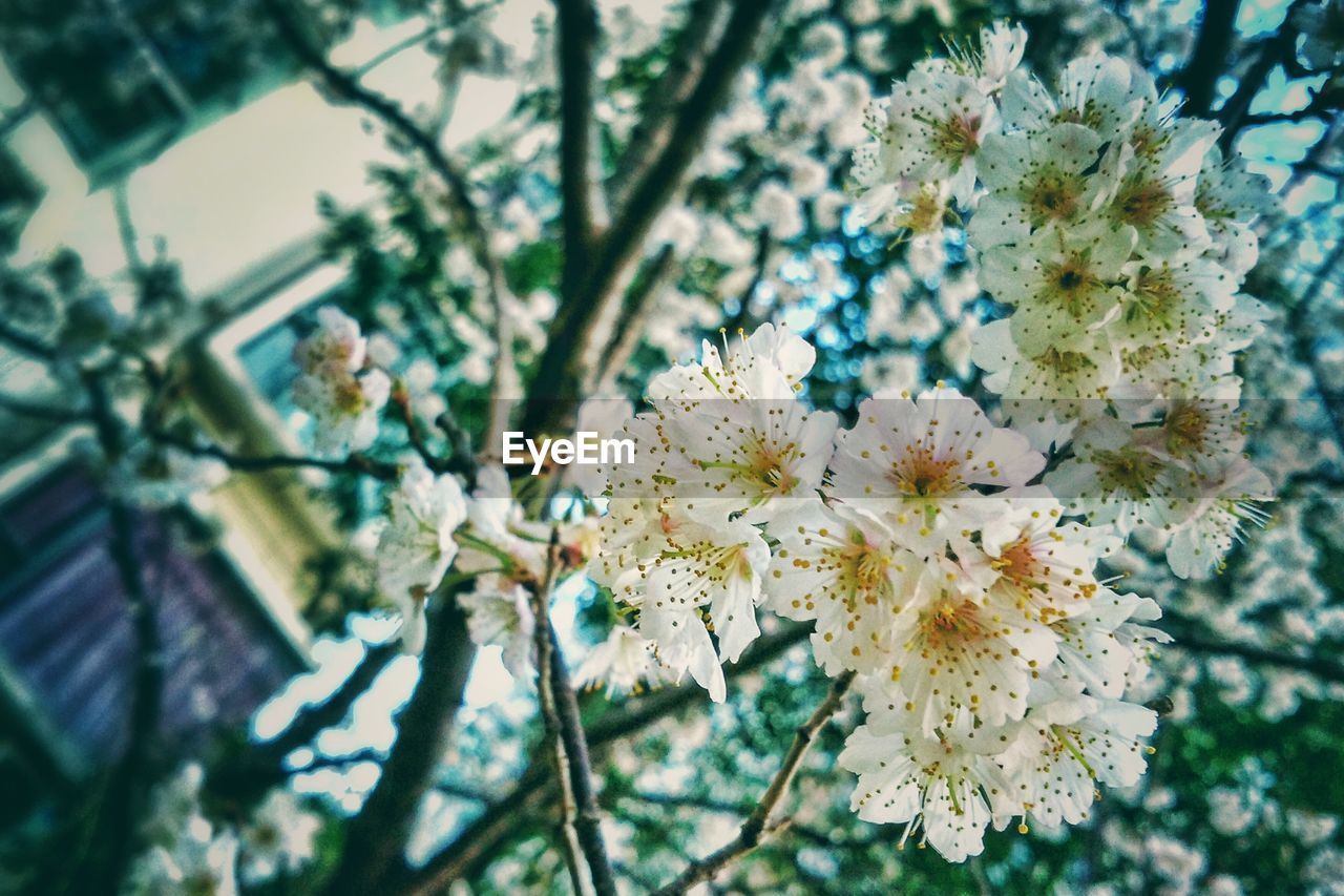 Close-up of white flowers blooming in park