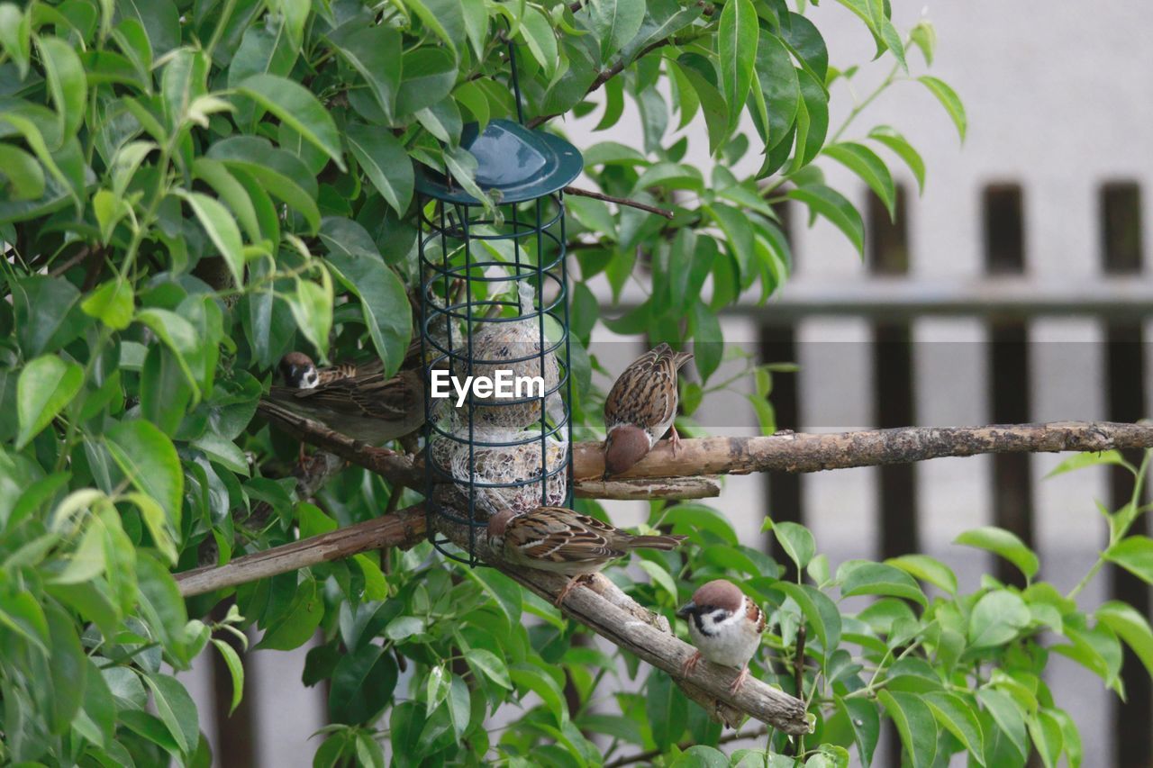 VIEW OF BIRD PERCHING ON BRANCH