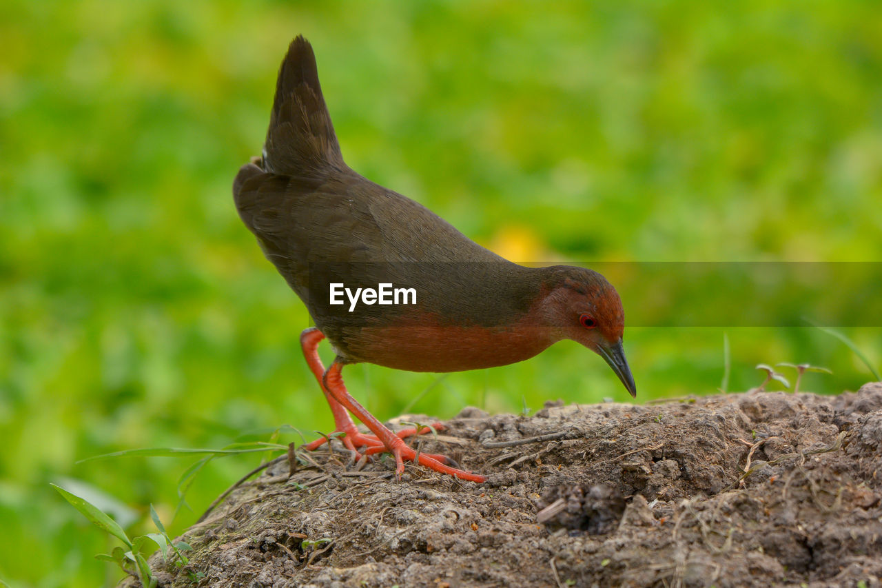 CLOSE-UP OF A BIRD