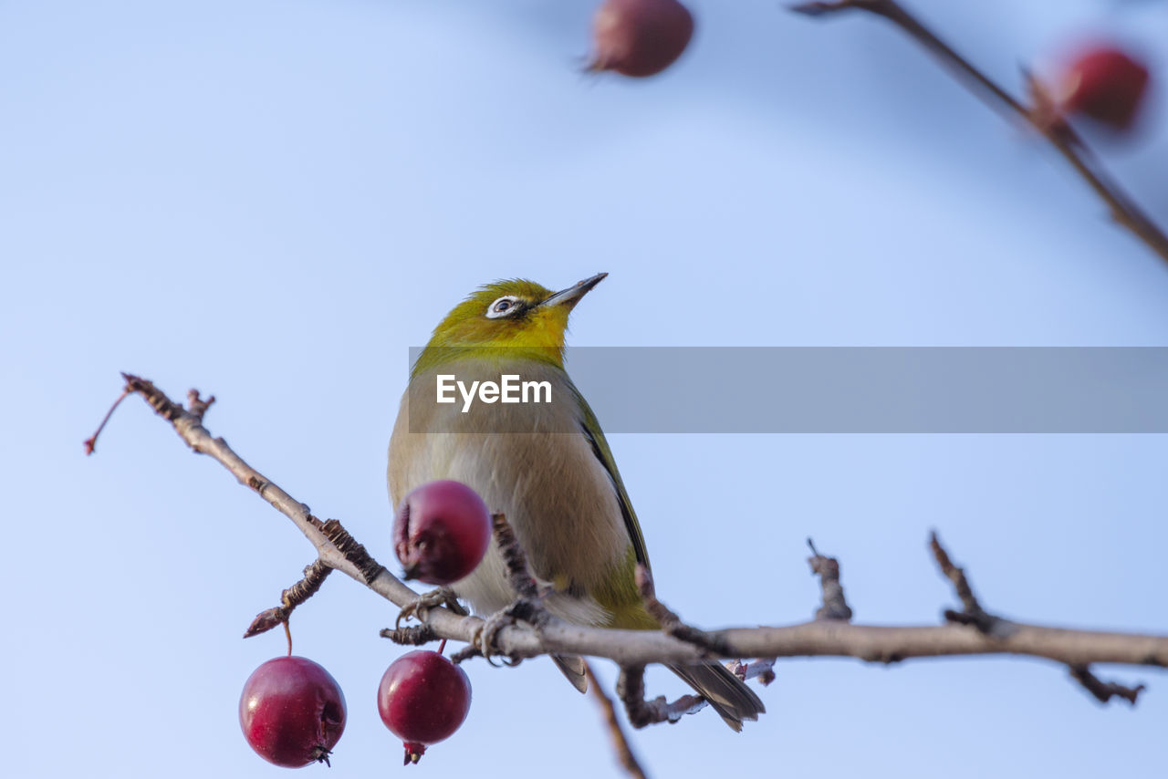 White-eye eats red fruits in winter season