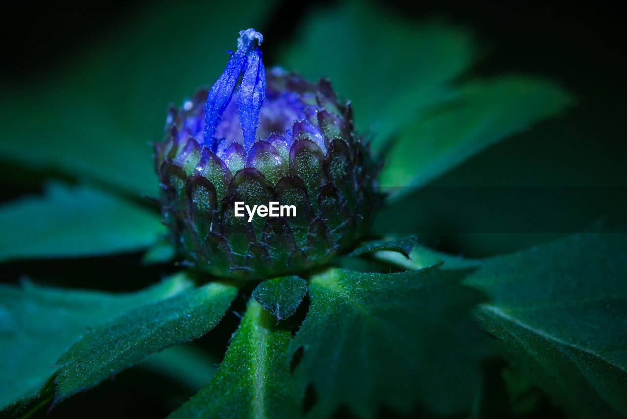 CLOSE-UP OF WATER DROPS ON PURPLE FLOWER