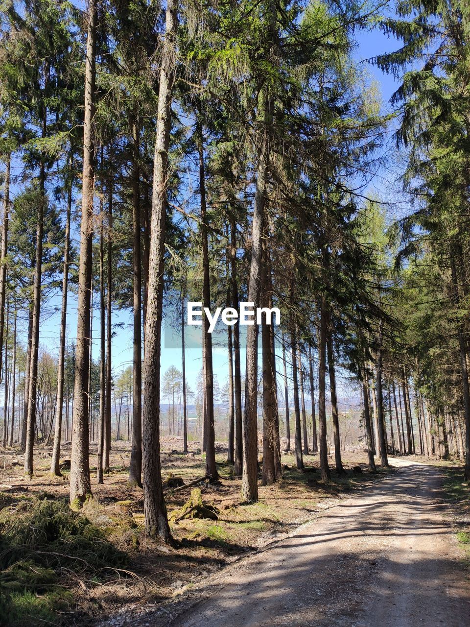 VIEW OF PINE TREES