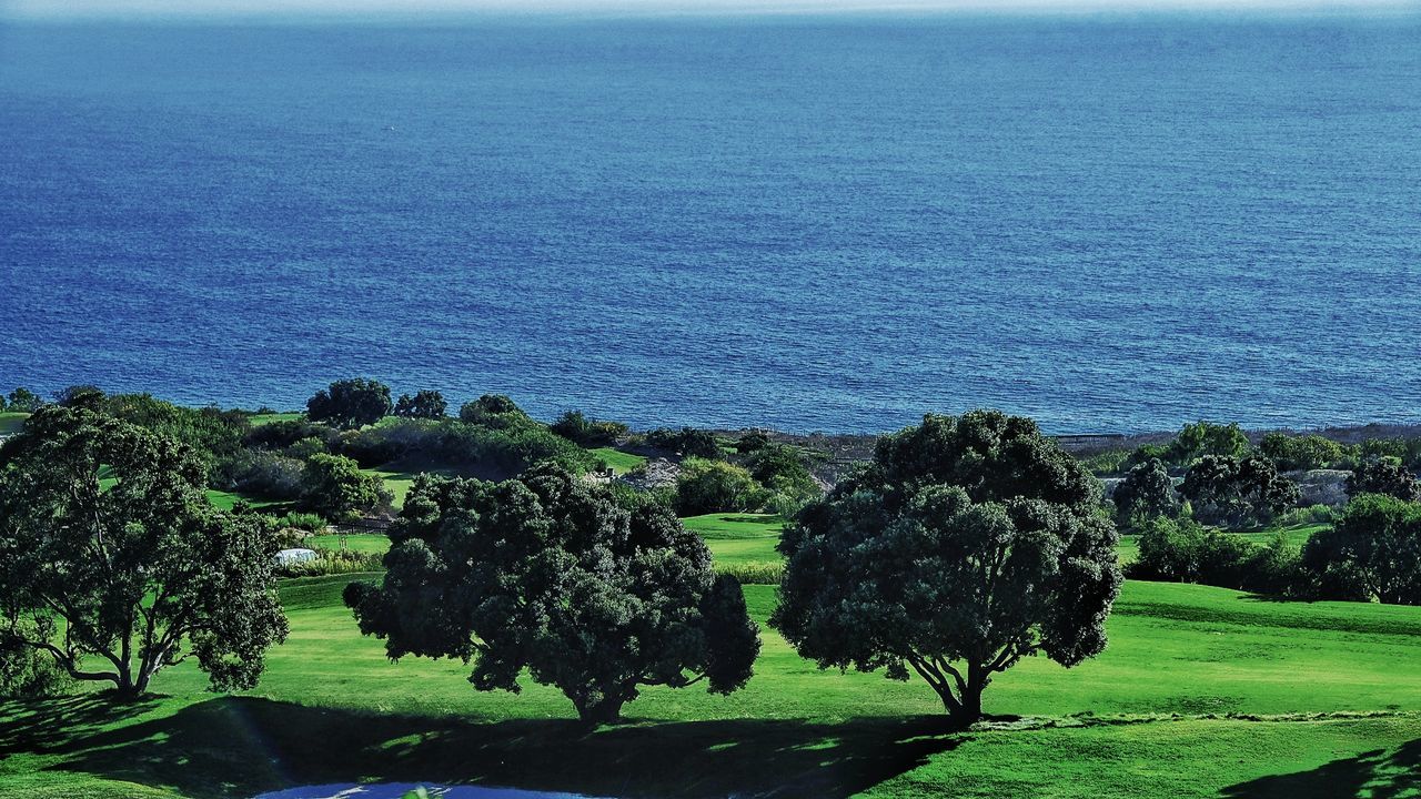 HIGH ANGLE VIEW OF TREES ON SEA SHORE