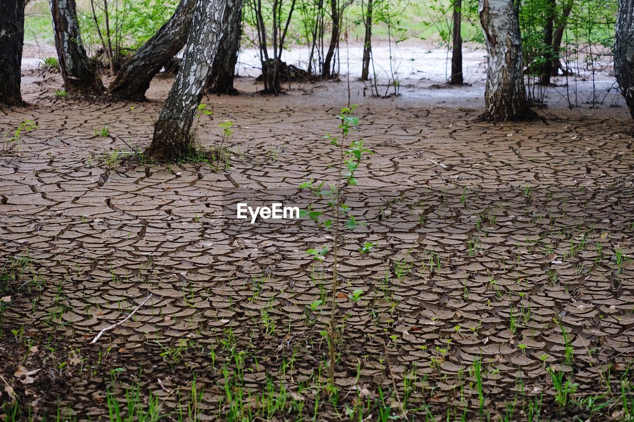 TREES GROWING IN FIELD