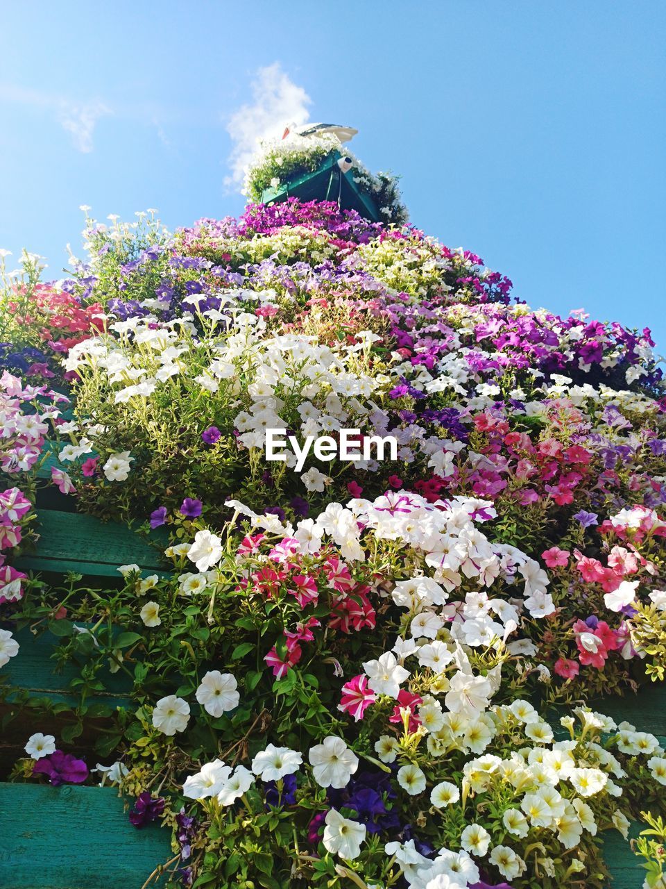 LOW ANGLE VIEW OF FLOWERING PLANTS AGAINST SKY