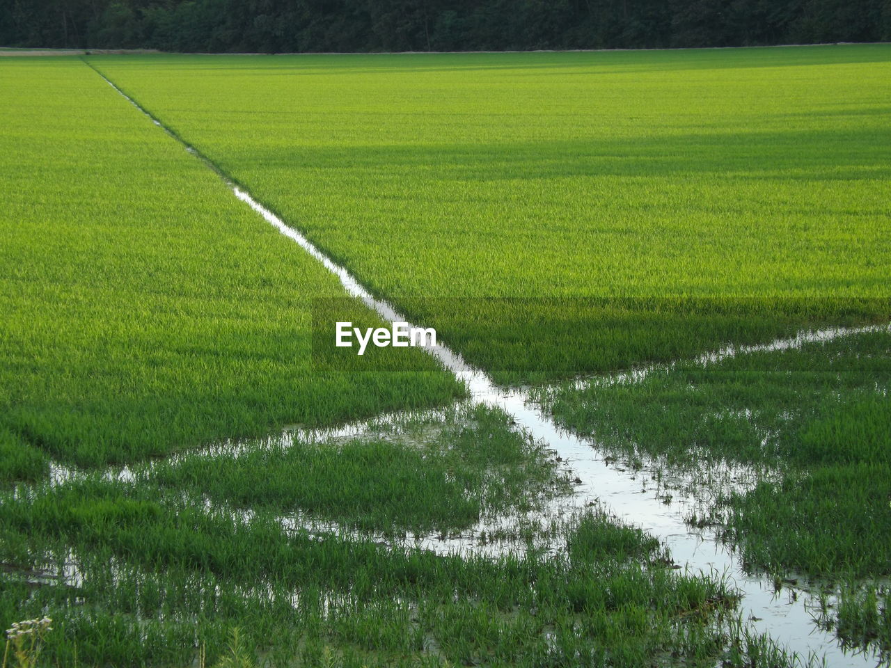 Scenic view of agricultural field