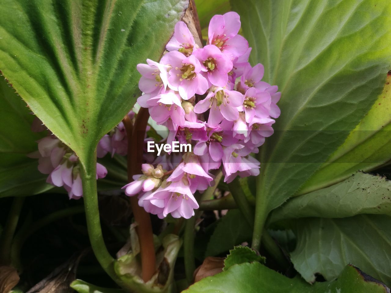 CLOSE-UP OF PURPLE FLOWERS BLOOMING