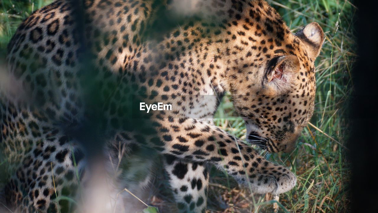 Close-up of leopard on field