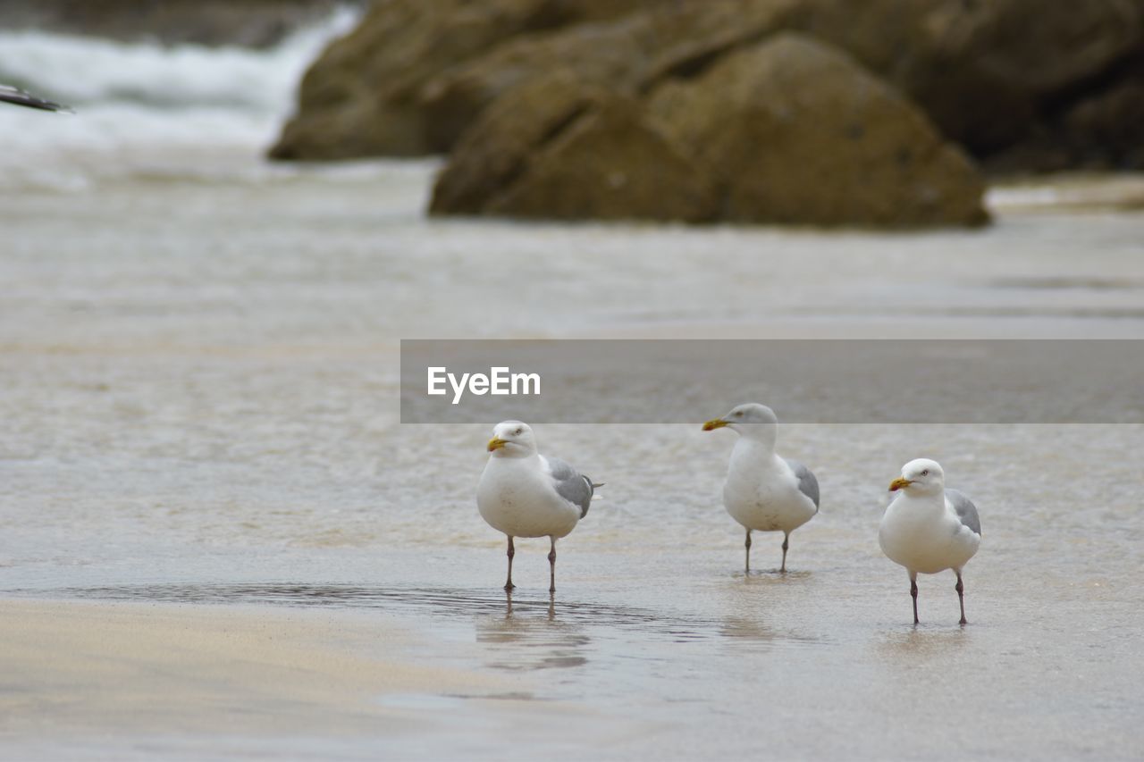 BIRDS ON BEACH