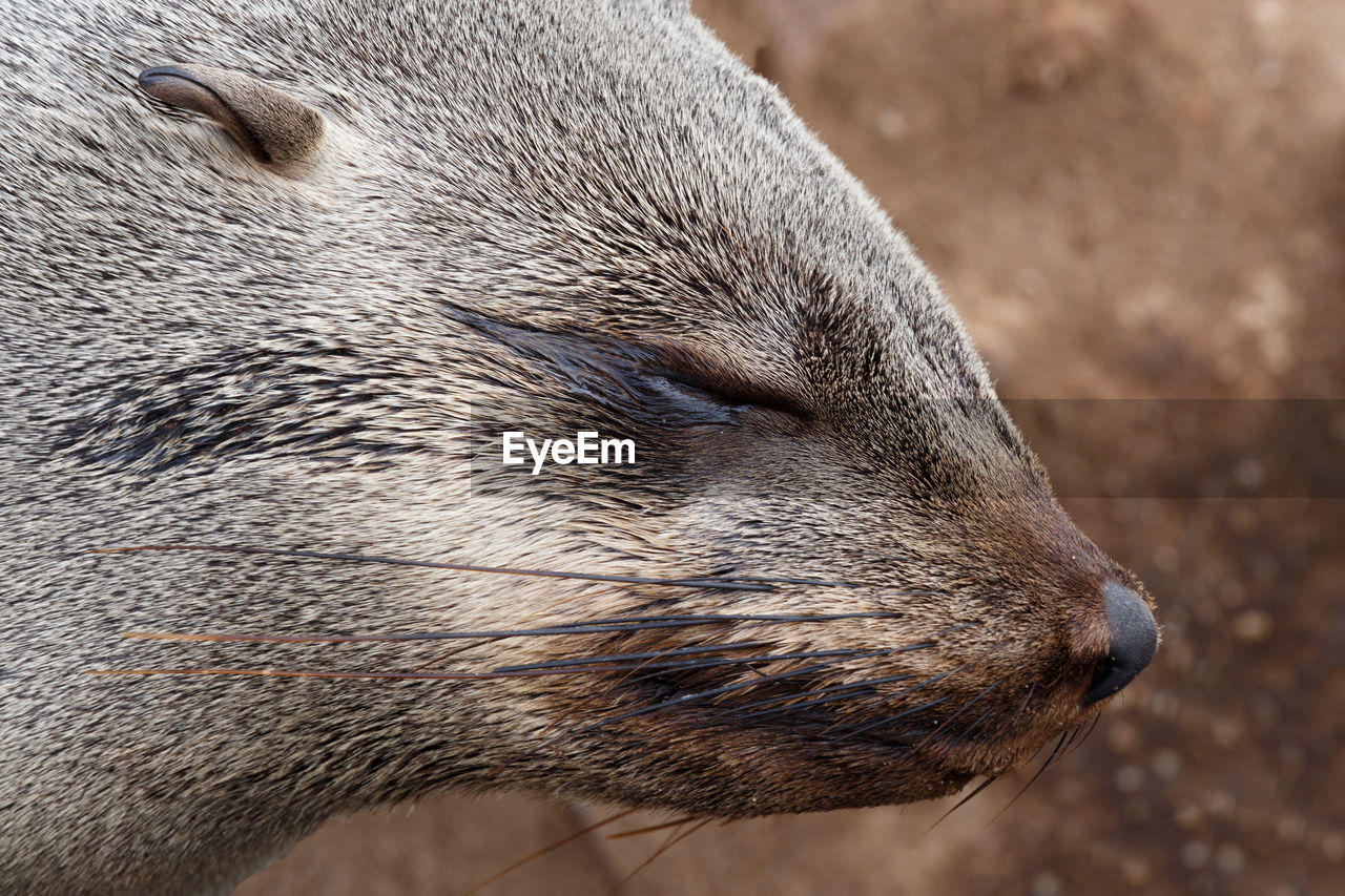 CLOSE-UP OF ANIMAL RESTING