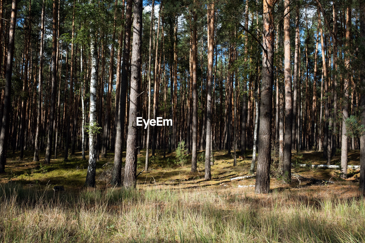 Pine trees in forest