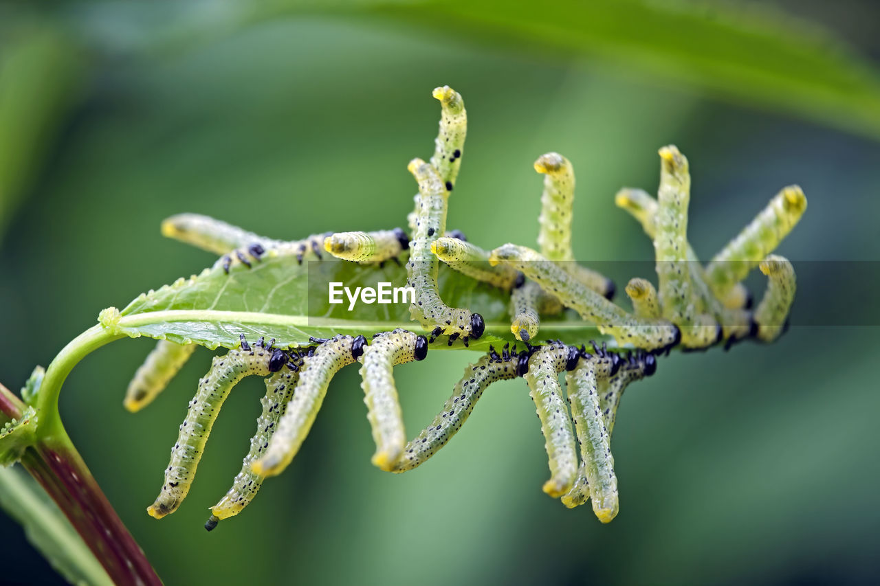 CLOSE-UP OF INSECTS ON PLANT