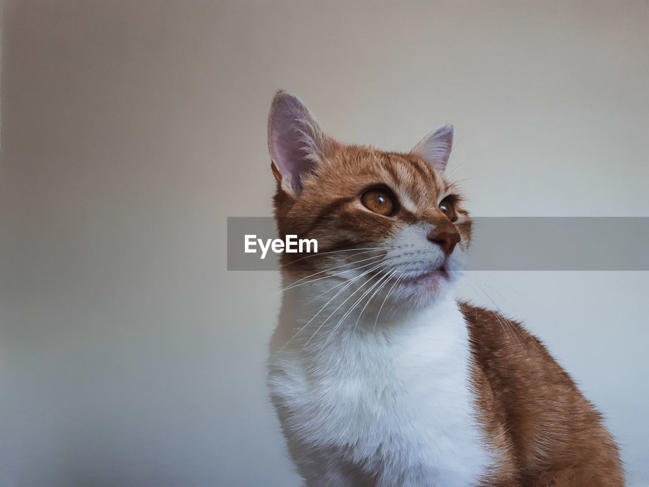 Close-up of a cat looking away