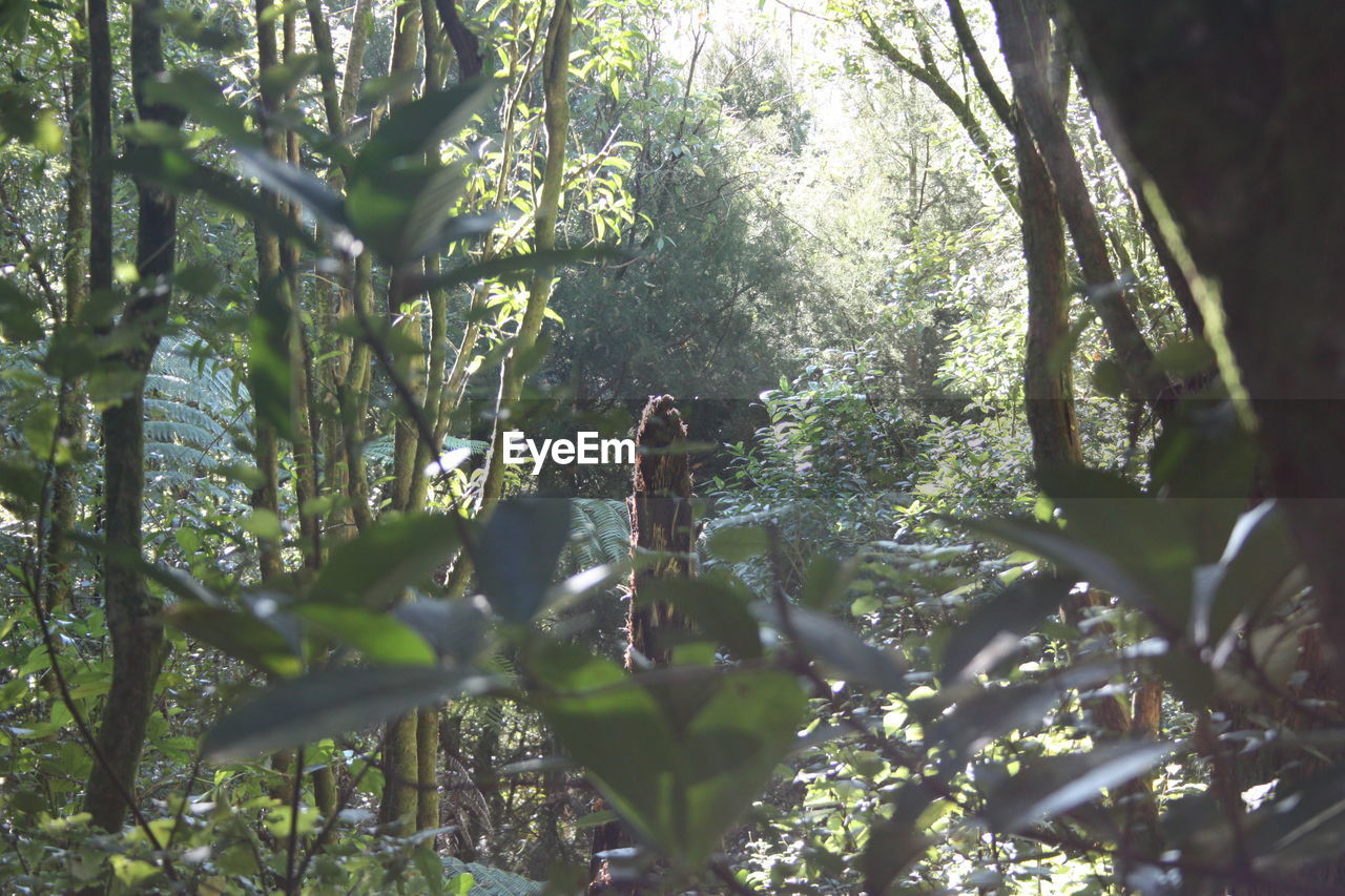 VIEW OF TREES IN FOREST