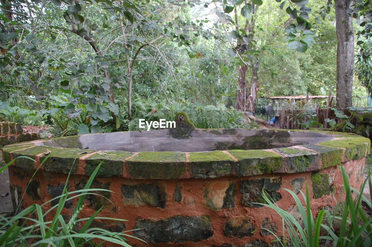 VIEW OF TREES IN PARK