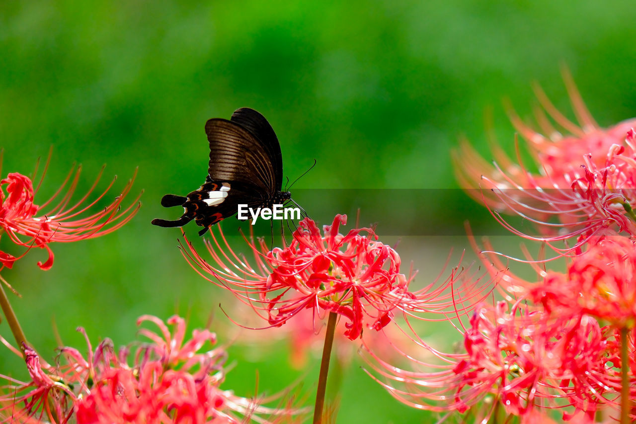 butterfly pollinating on flower