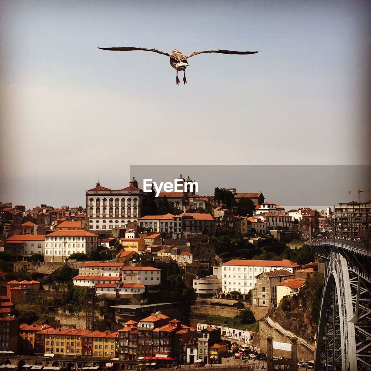 Seagull flying over cityscape against sky