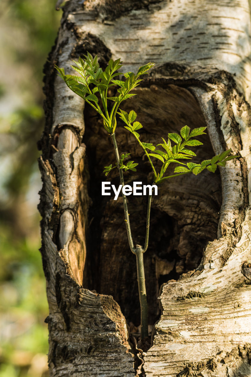 CLOSE-UP OF TREE TRUNKS