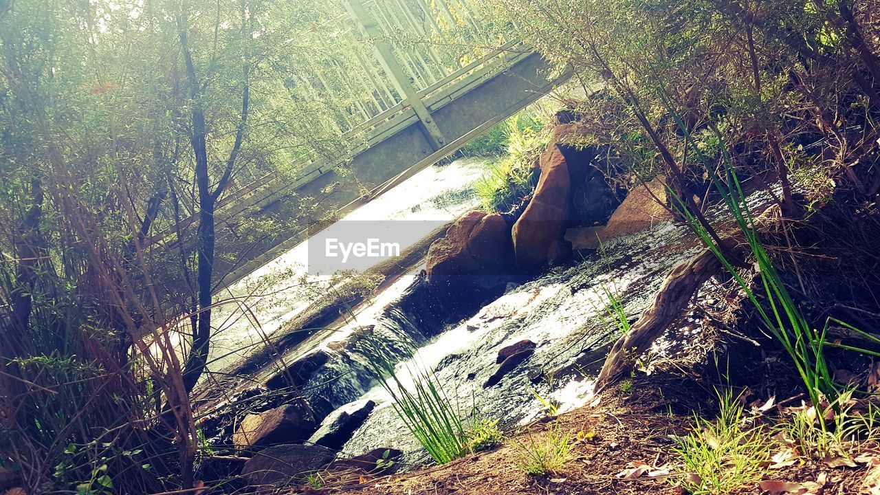 HIGH ANGLE VIEW OF TREE IN FOREST