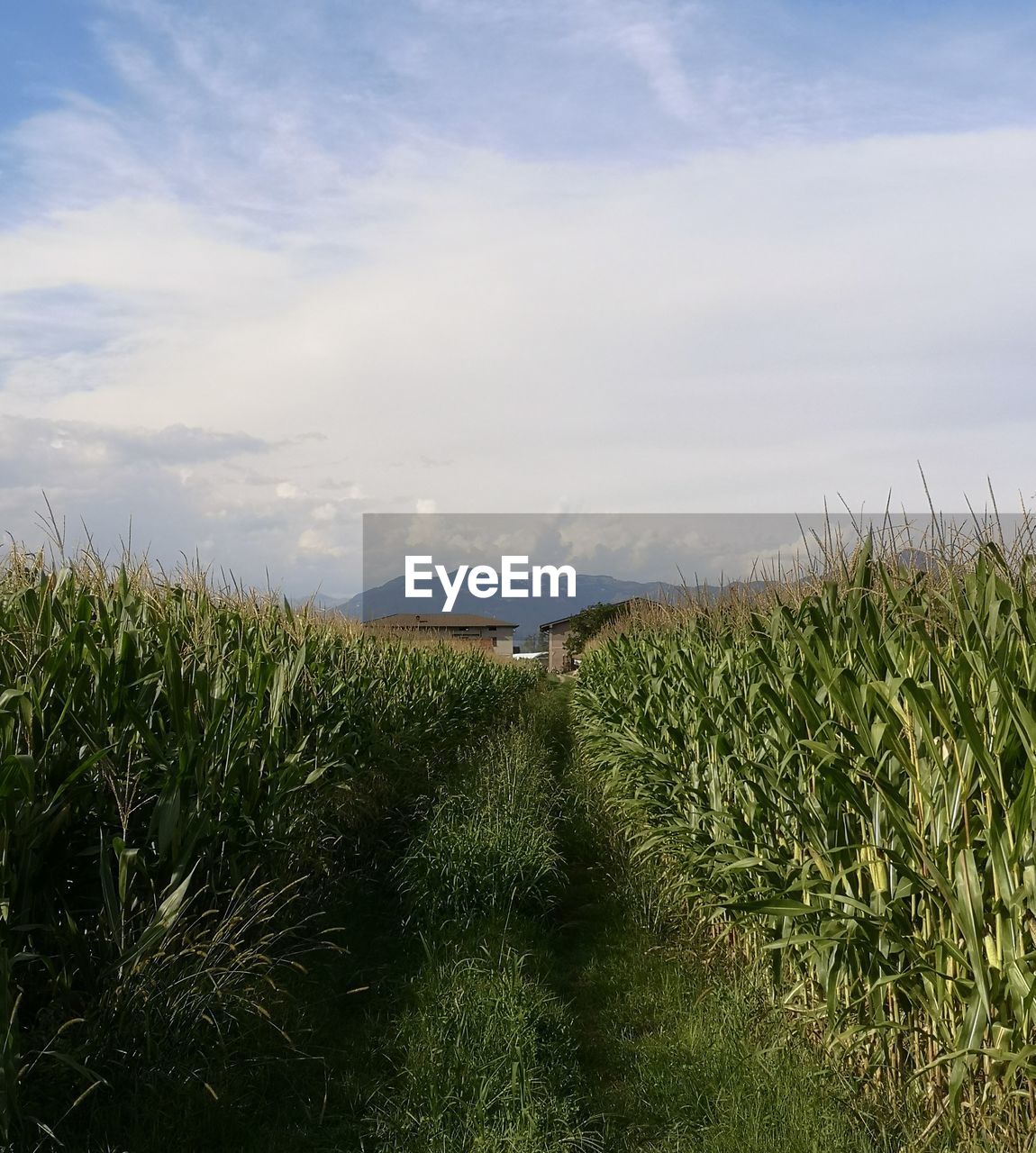 grass, plant, sky, cloud, land, field, landscape, agriculture, nature, growth, beauty in nature, environment, scenics - nature, tranquility, rural area, grassland, meadow, crop, green, rural scene, no people, tranquil scene, prairie, horizon, day, hill, natural environment, cereal plant, outdoors, corn, farm, food, sunlight, water, tree
