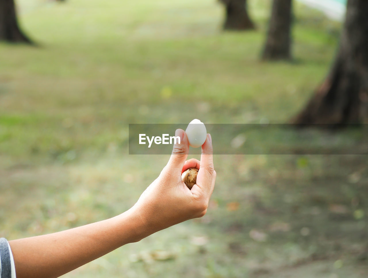 Cropped hand of woman holding egg over field