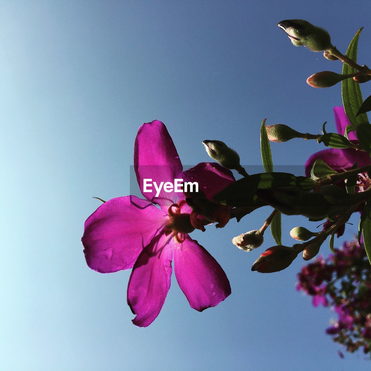 LOW ANGLE VIEW OF PINK FLOWERS IN PARK