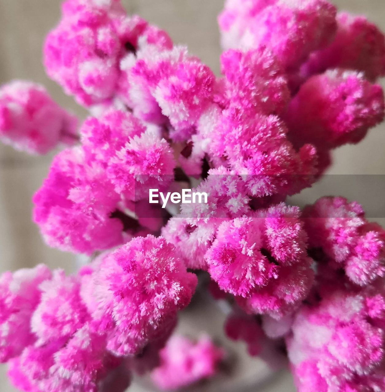 CLOSE-UP OF FRESH PINK FLOWER