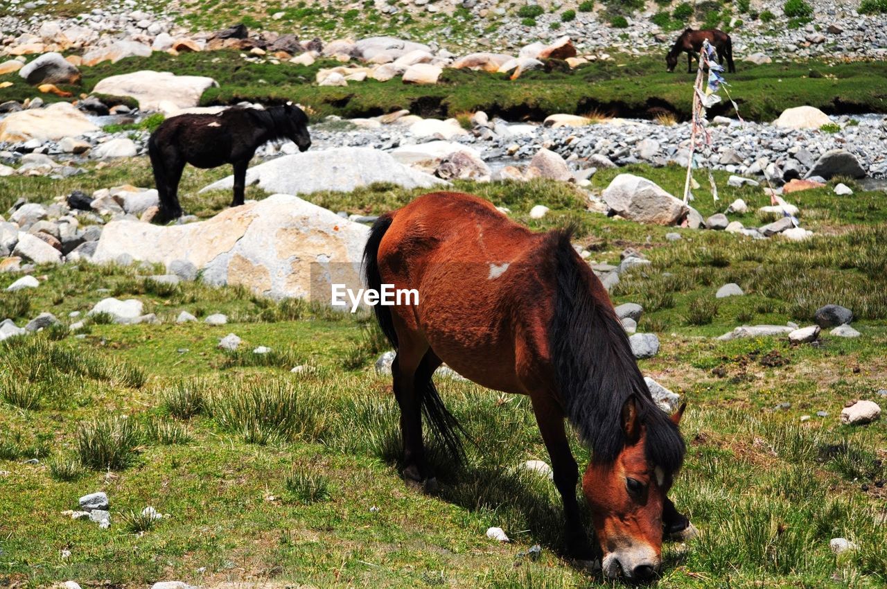 Wild horses standing on field