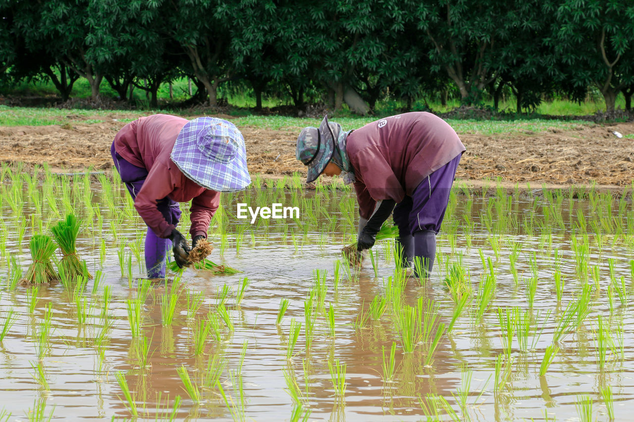 Farmers working in farm