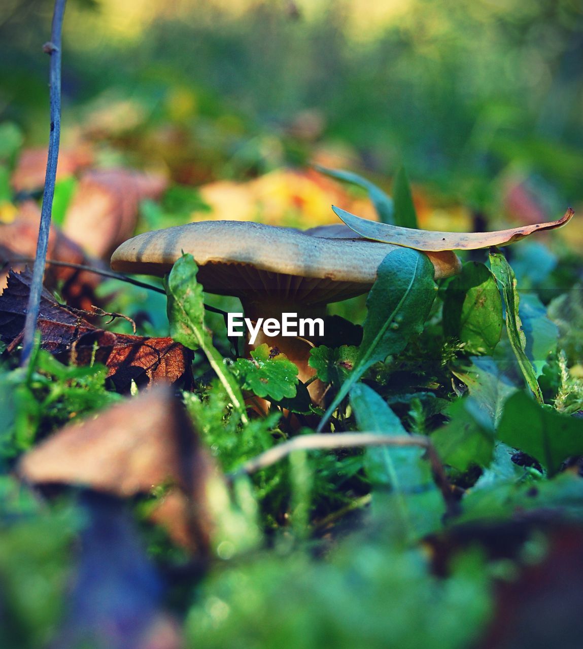 Close-up of mushroom growing on field