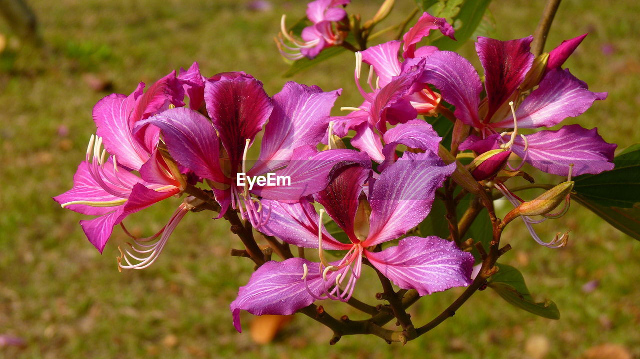 CLOSE-UP OF PURPLE FLOWERS BLOOMING