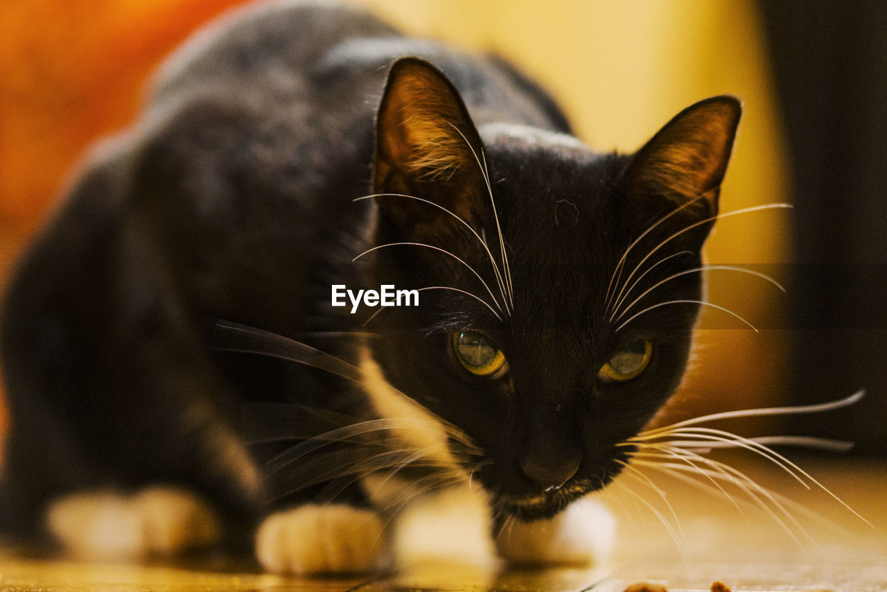 PORTRAIT OF BLACK CAT