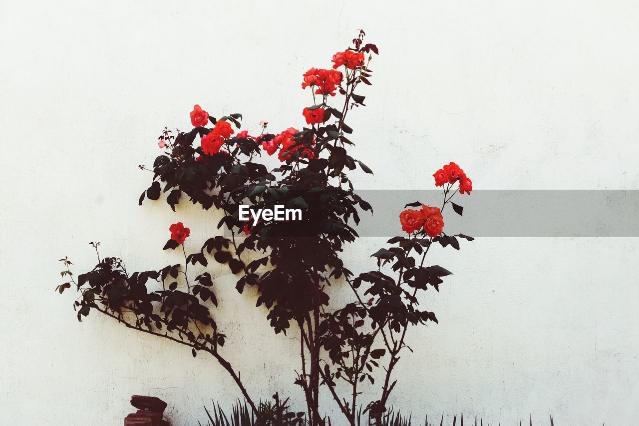 Close-up of red flowers blooming on tree