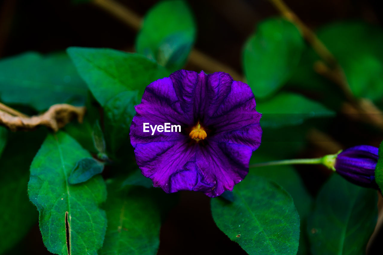 CLOSE-UP OF PURPLE WATER LILY BLOOMING OUTDOORS