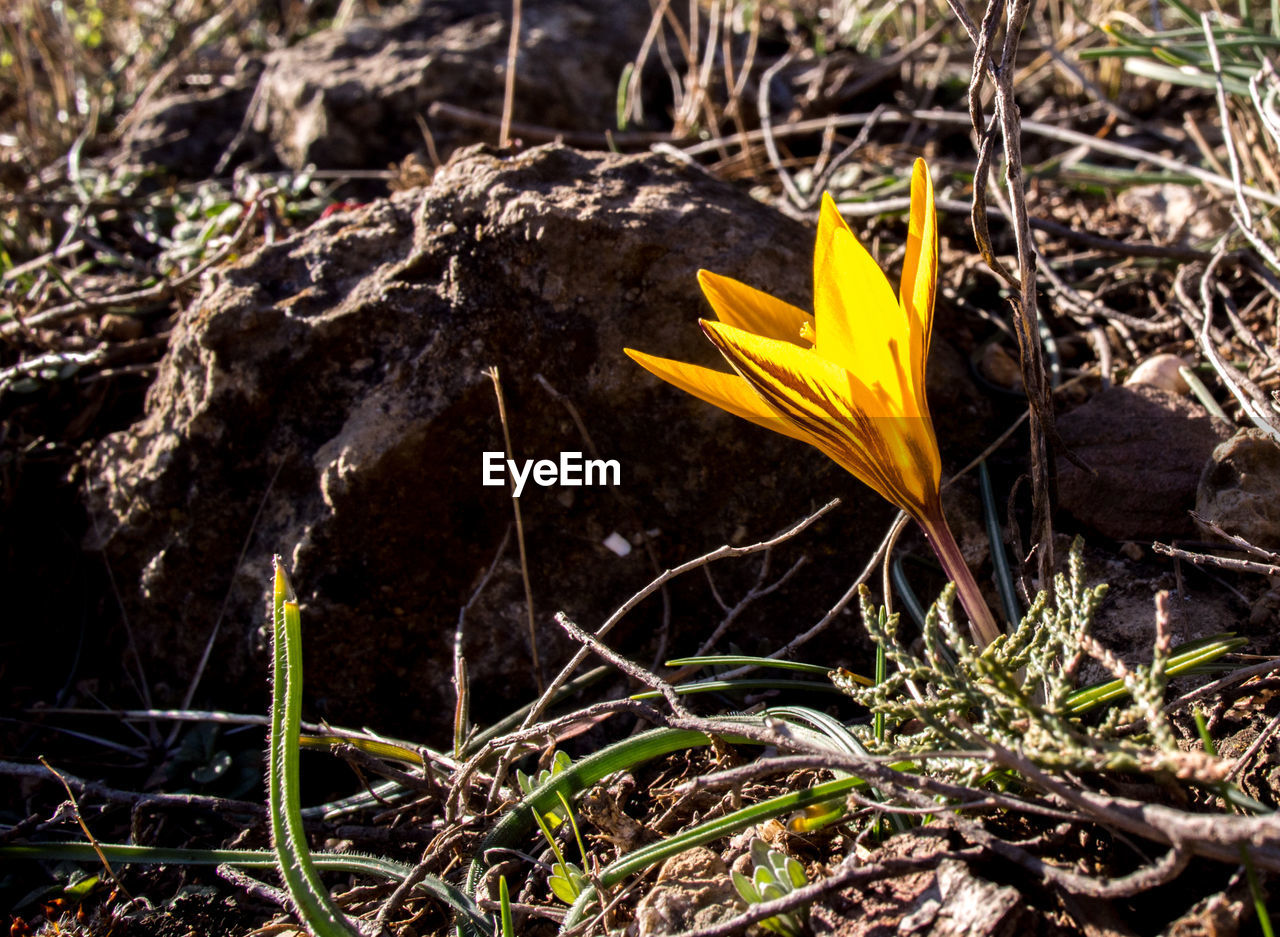 Close-up of plant growing in forest