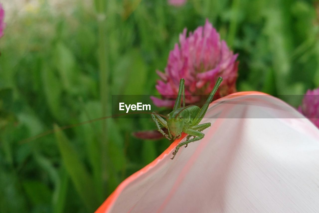 Close-up of insect on flower