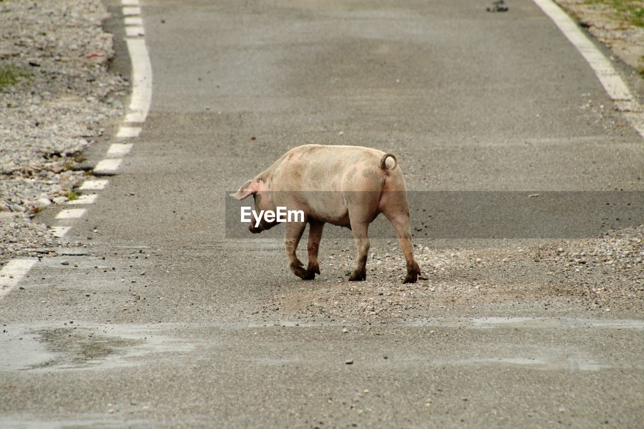 animal themes, animal, mammal, road, one animal, domestic animals, transportation, pet, street, day, city, no people, livestock, walking, high angle view, animal wildlife, pig, full length, nature, wildlife, outdoors, asphalt, standing, road marking