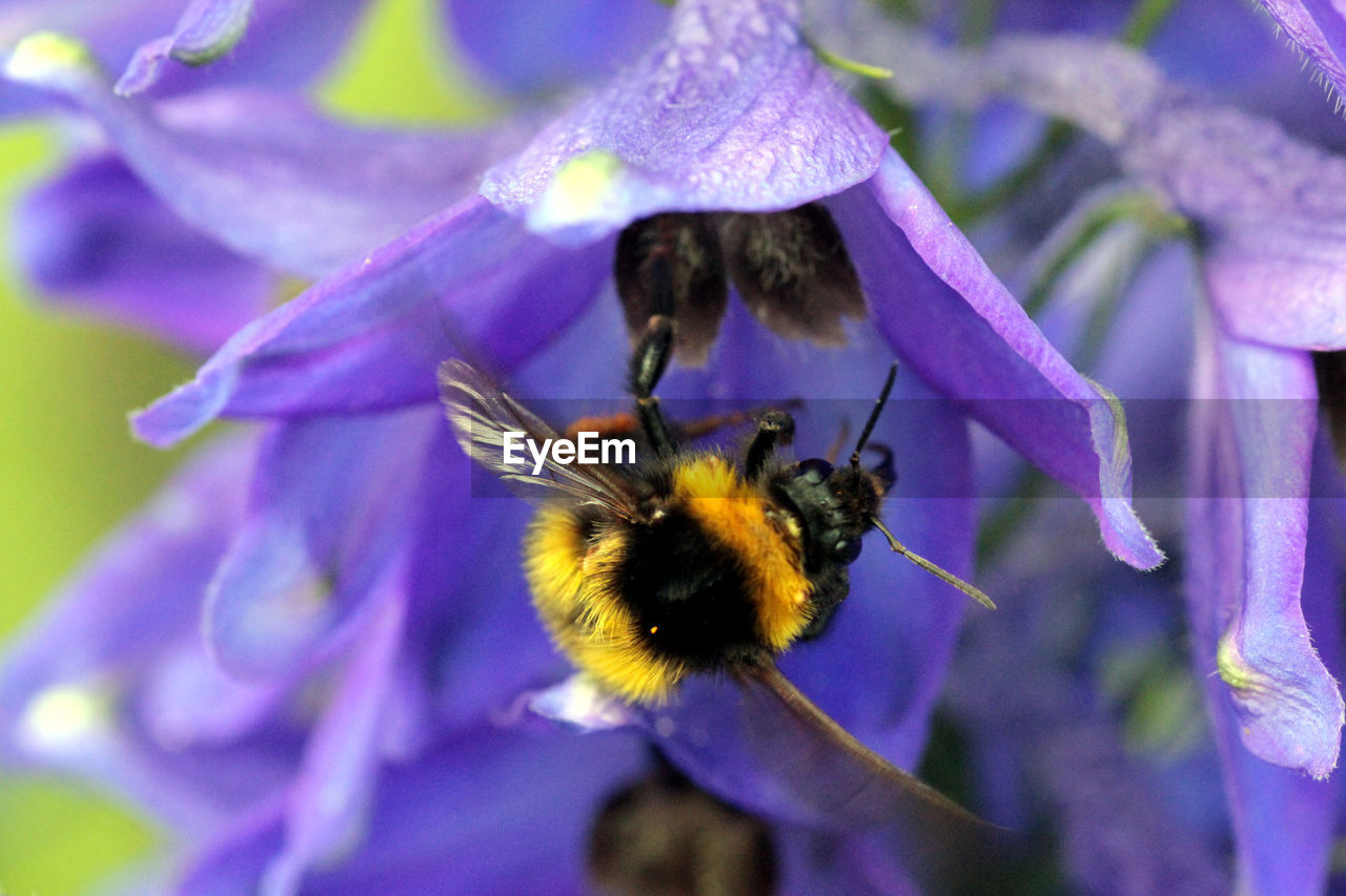 CLOSE-UP OF BEE POLLINATING ON FLOWER