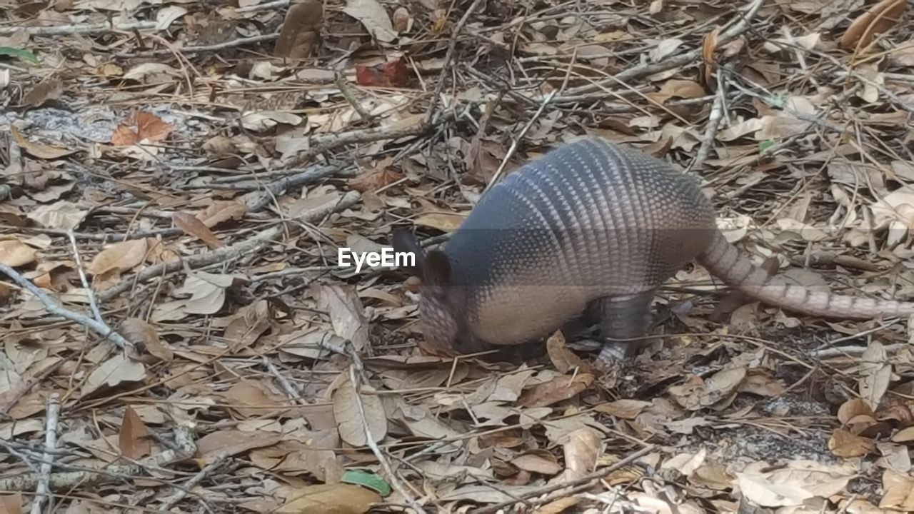 HIGH ANGLE VIEW OF AN ANIMAL ON LAND