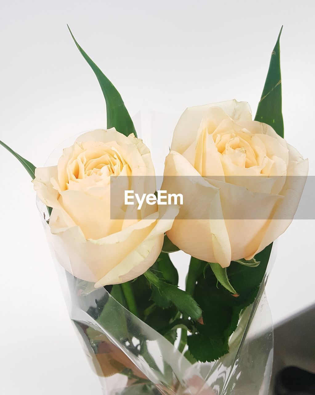 CLOSE-UP OF ROSES OVER WHITE BACKGROUND