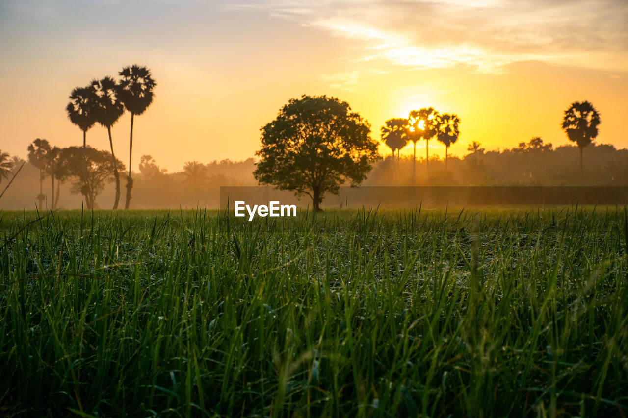 Scenic view of field against sky during sunset