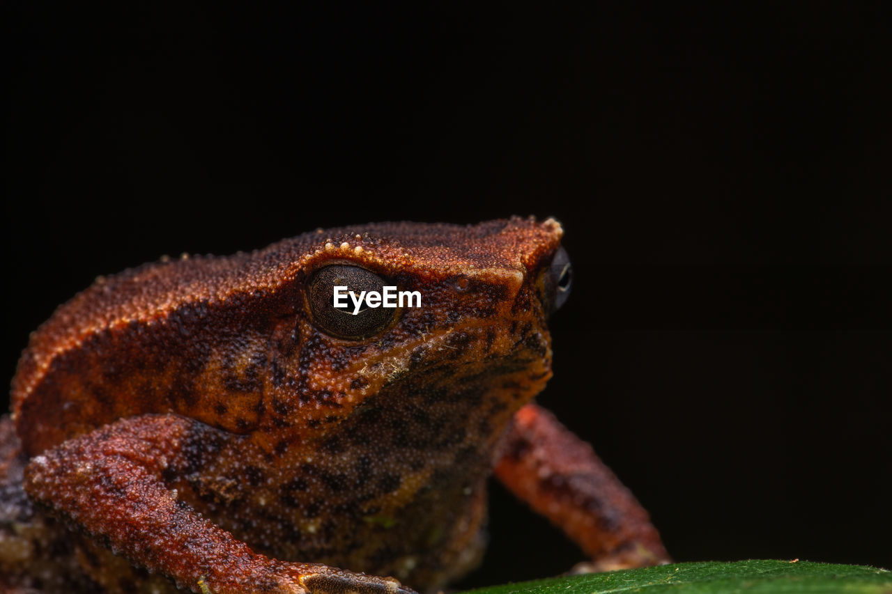 CLOSE-UP OF A REPTILE