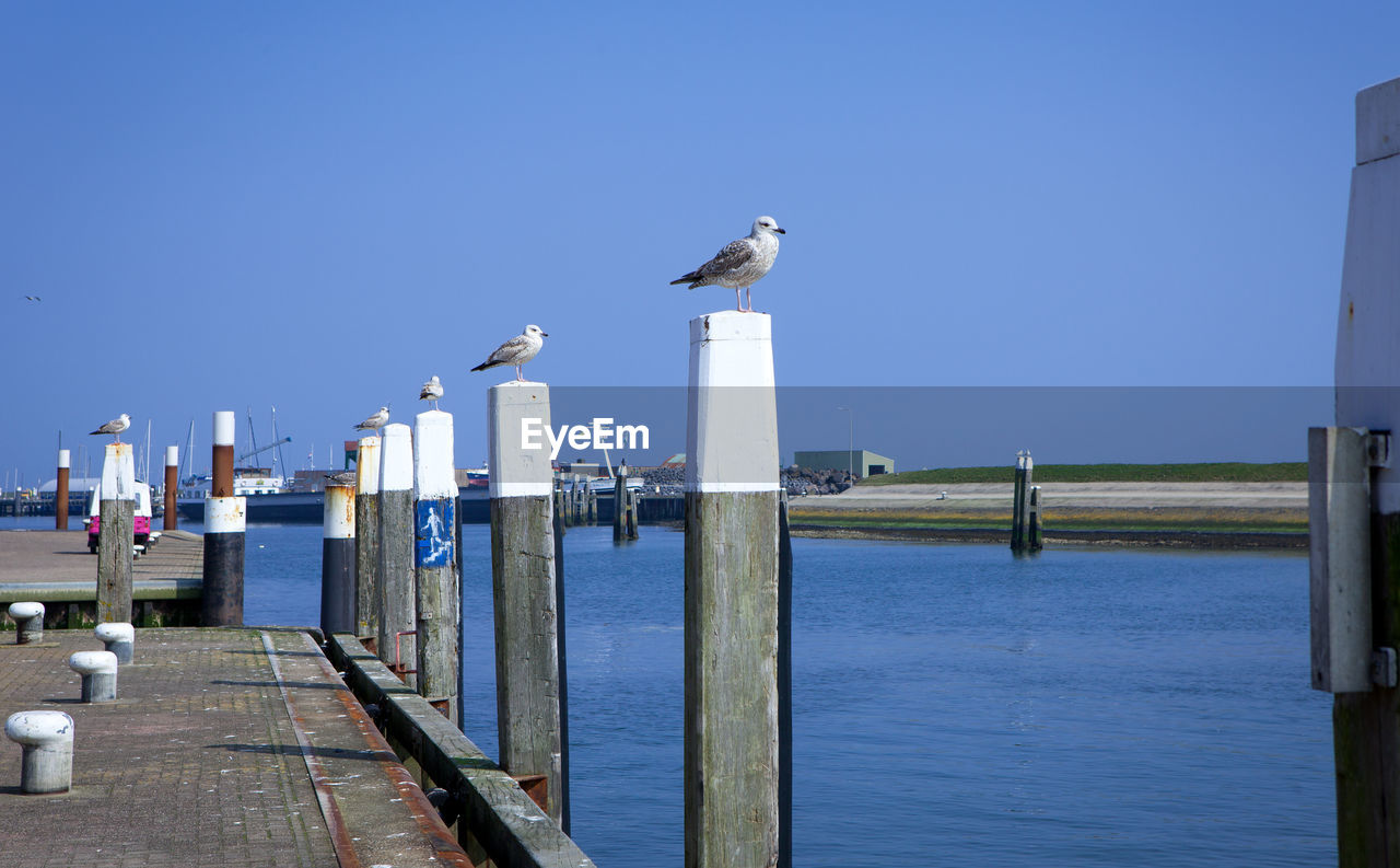 SEAGULL PERCHING ON WOODEN POST BY SEA AGAINST CLEAR SKY