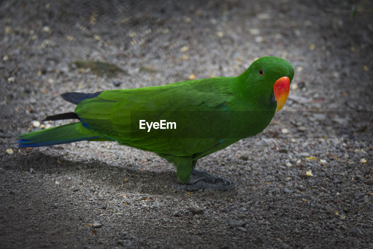 HIGH ANGLE VIEW OF PARROT PERCHING ON LAND