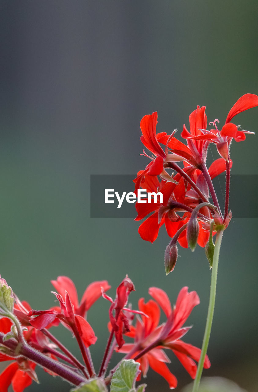 Close-up of red flowering plant