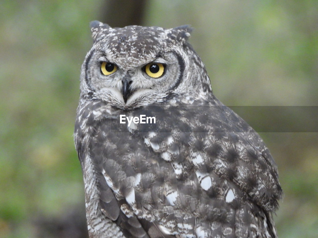 CLOSE-UP PORTRAIT OF A OWL