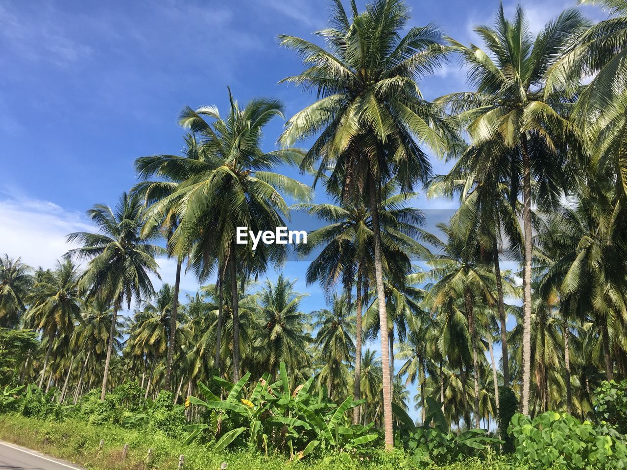 LOW ANGLE VIEW OF COCONUT PALM TREES