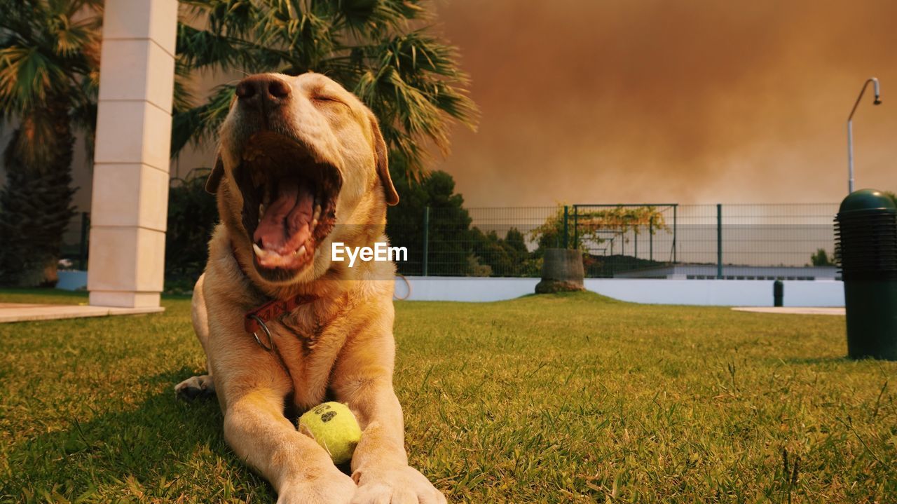 PORTRAIT OF DOG SITTING ON GRASS